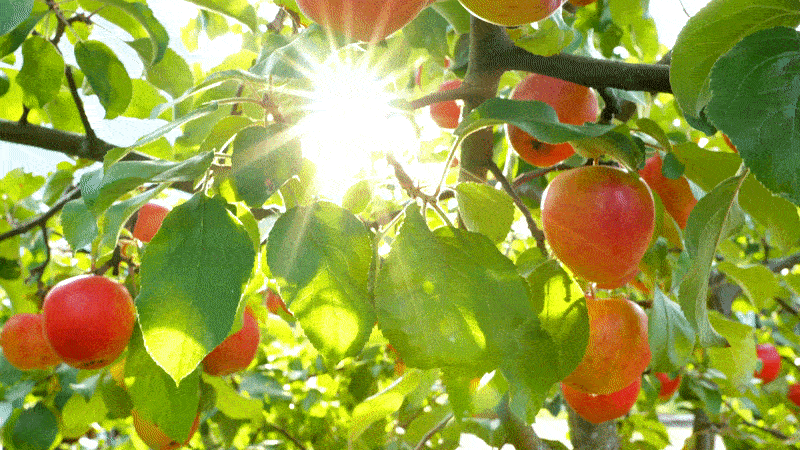 frutasmaya